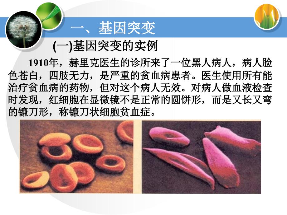 [高二理化生]《基因突变和基因重组_第4页