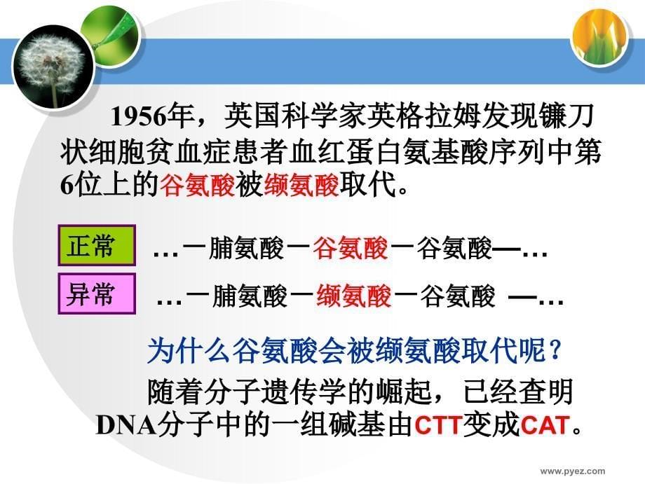 [高二理化生]《基因突变和基因重组_第5页