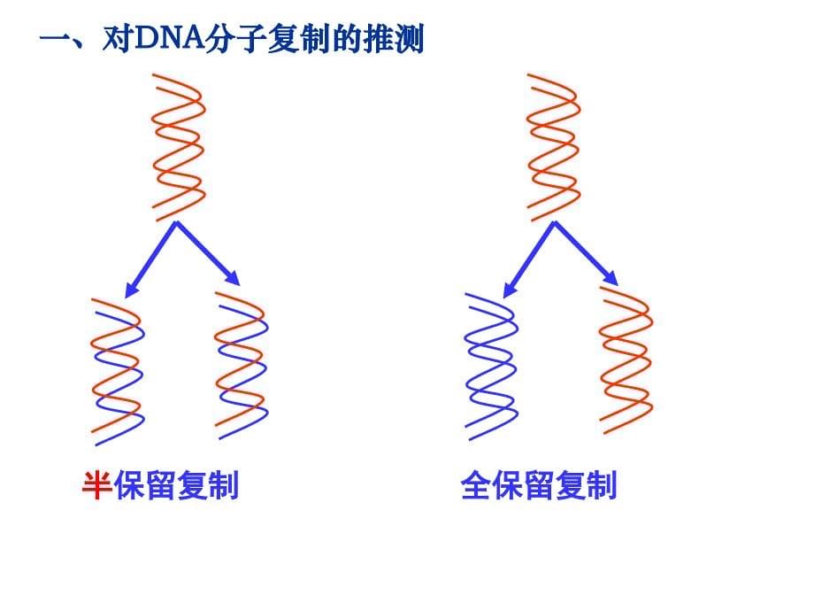 《DNA的复制与分配》PPT课件_第5页