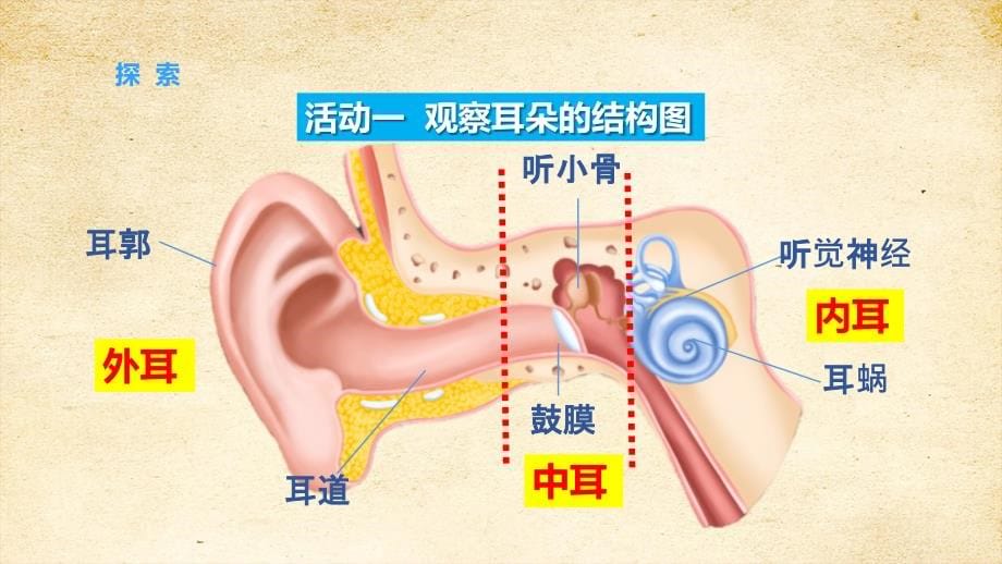 1-4我们是怎样听到声音的 课件教科版科学四上_第5页