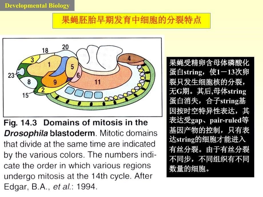 胚后生长及变态课件_第5页