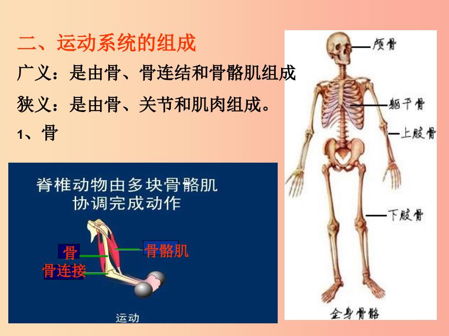 八年级生物上册 第五单元 第二章 第一节 动物的运动课件 新人教版.ppt_第4页