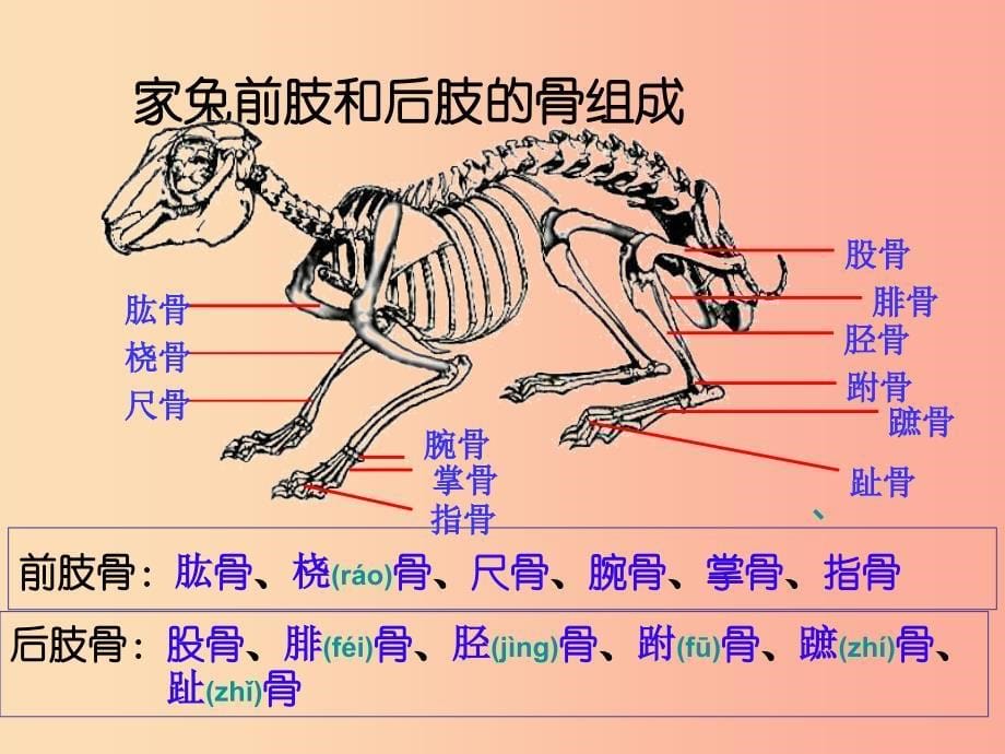 八年级生物上册 第五单元 第二章 第一节 动物的运动课件 新人教版.ppt_第5页