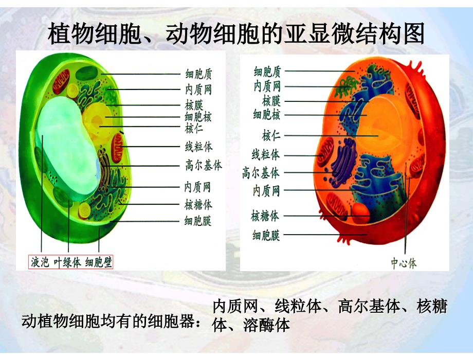 细胞器的种类_第2页