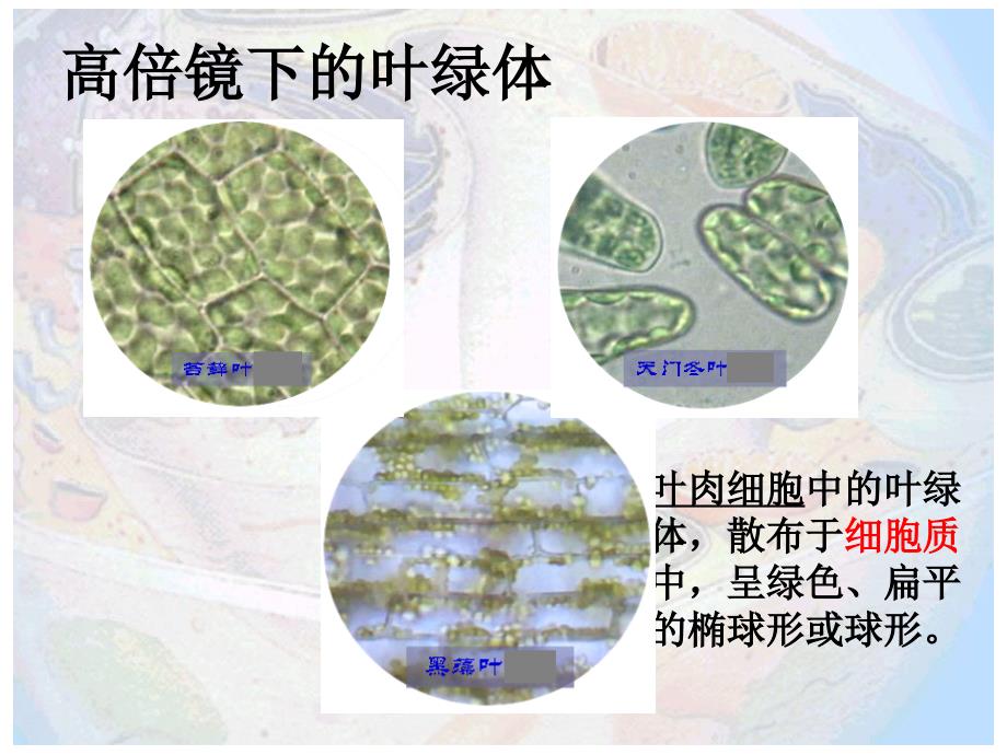 细胞器的种类_第3页