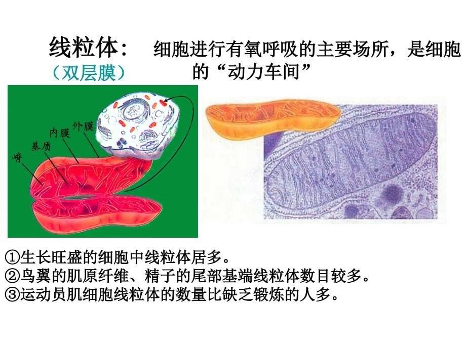 细胞器的种类_第5页