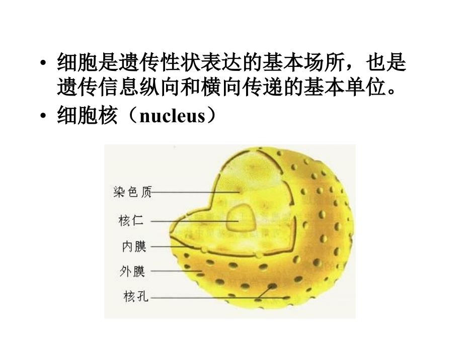 遗传的细胞学基础_第4页