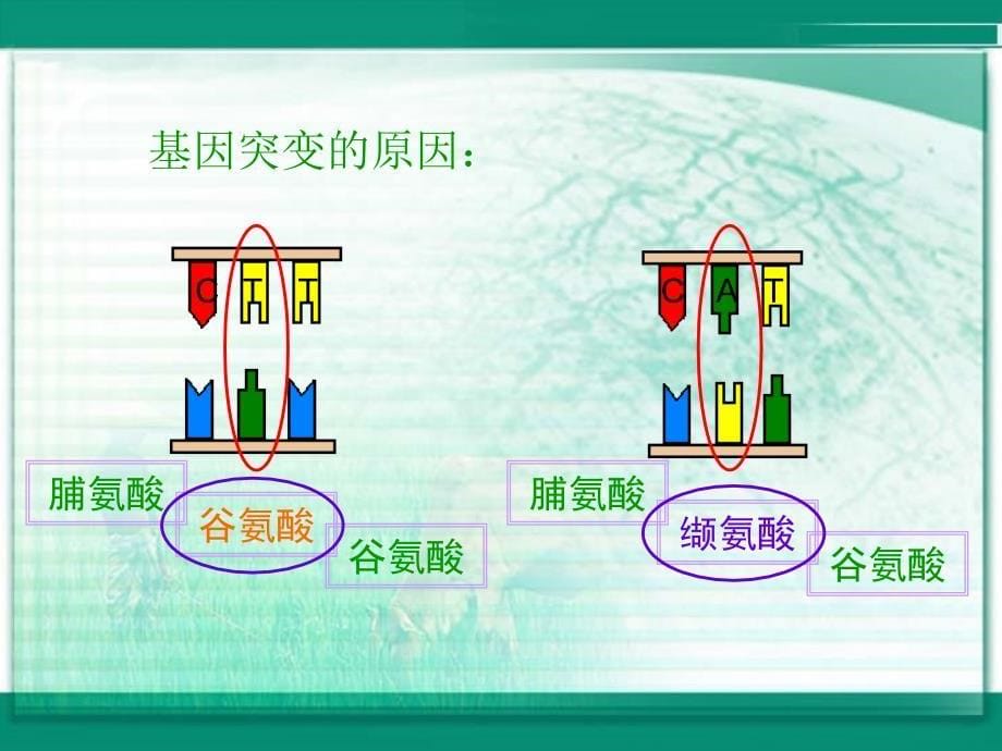 高中生物《基因突变和基因重组》课件二（14张PPT）（人教版必修2）_第5页