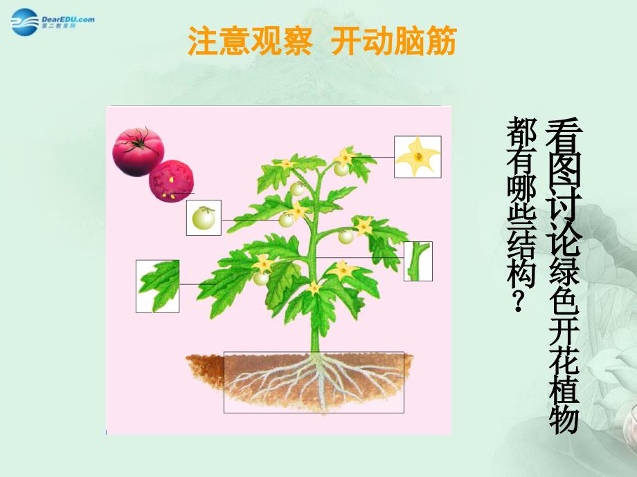 七年级生物上册 2.2.3 植物体的结构层次课件 新版新人教版_第4页