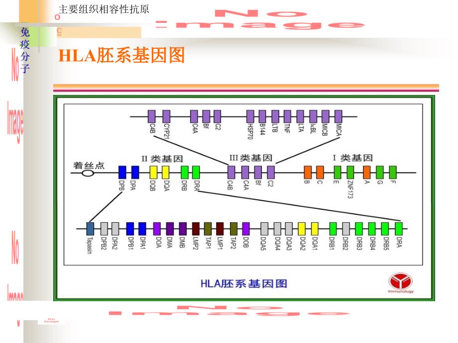 微生物学与免疫学课件5MH_第4页