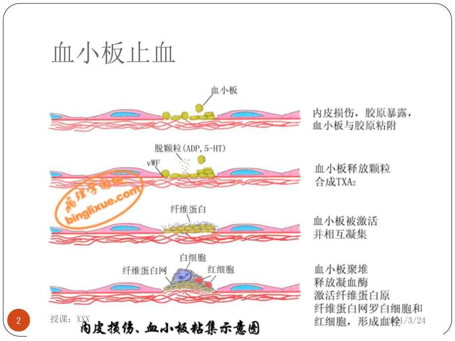 生理止血机制与凝血PPT课件_第2页