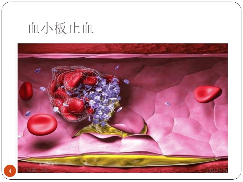 生理止血机制与凝血PPT课件_第4页