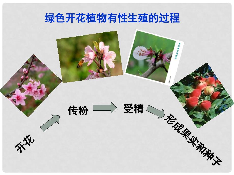 八年级生物上册 19.1 植物的生殖课件1 苏科版_第3页