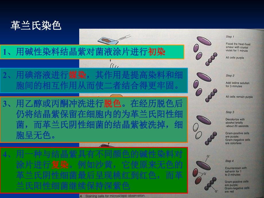 细菌革兰氏染色PPT课件_第4页