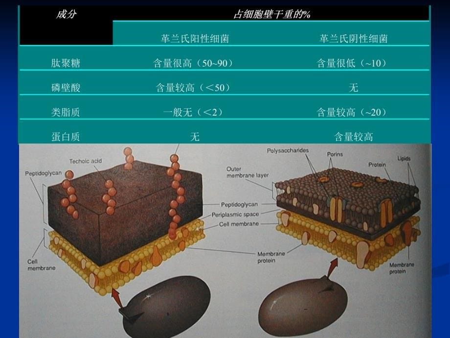 细菌革兰氏染色PPT课件_第5页