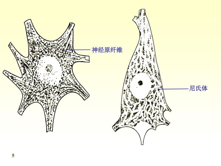 《系统解剖学》第七版教学课件：chapter16神经总论_第5页