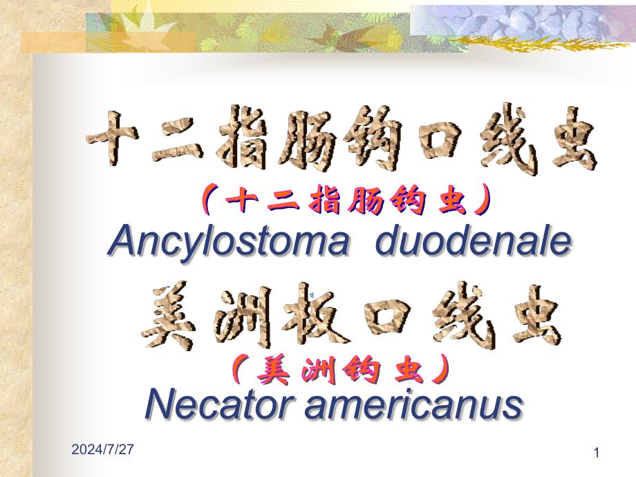 人体寄生虫学课件：十二指肠钩口线虫_第1页