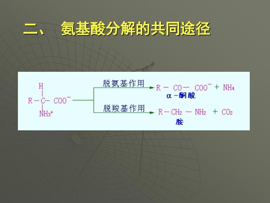 第九章蛋白质降解及氨基酸代谢_第5页