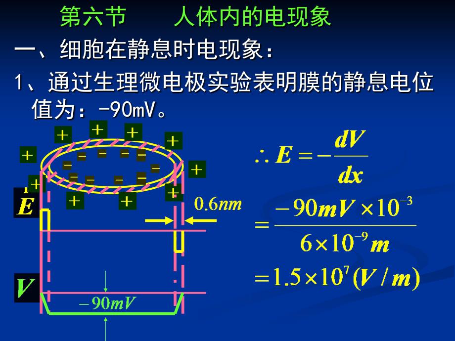 大学物理：9-6 人体内的电现象_第2页