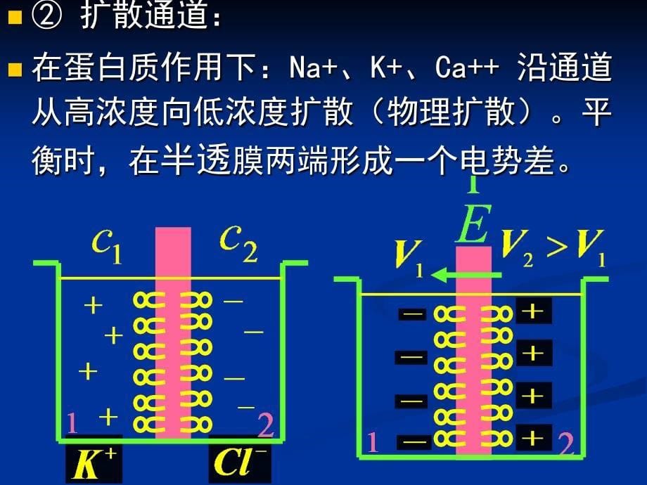 大学物理：9-6 人体内的电现象_第5页