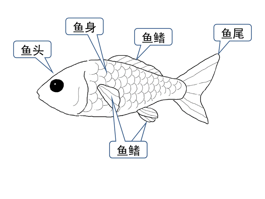 小学一年级上册美术课件-第17课谁画的鱼最大-人美版(28张)(2)ppt课件_第4页