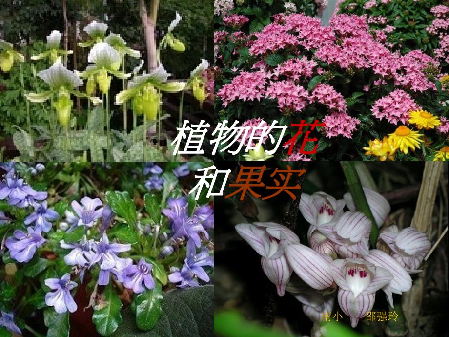 鲁教版科学四上植物的花和果实课件_第1页