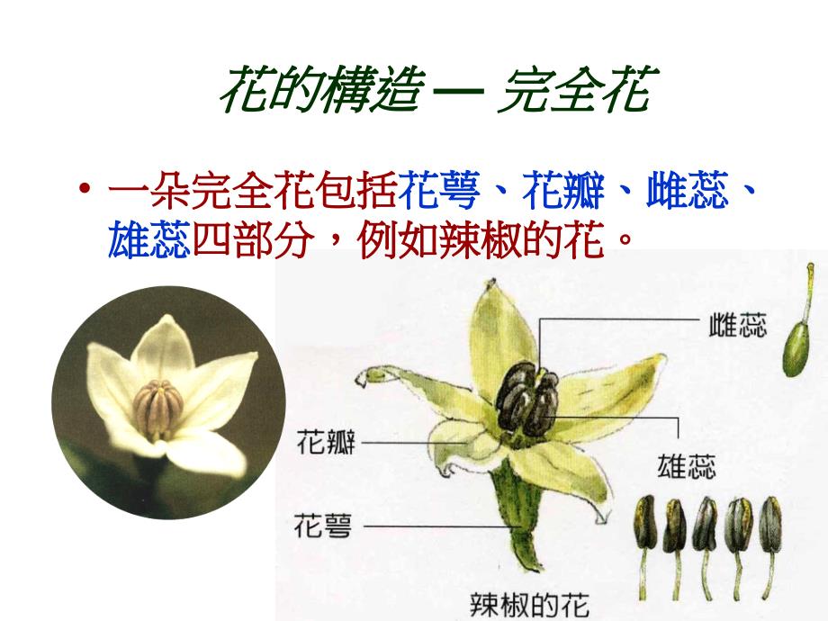 鲁教版科学四上植物的花和果实课件_第2页