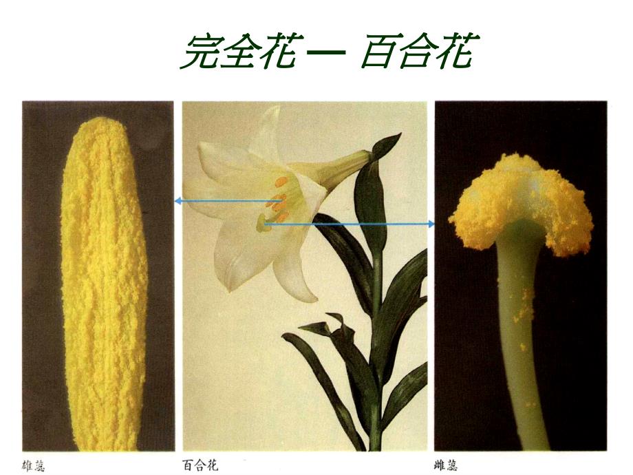 鲁教版科学四上植物的花和果实课件_第3页