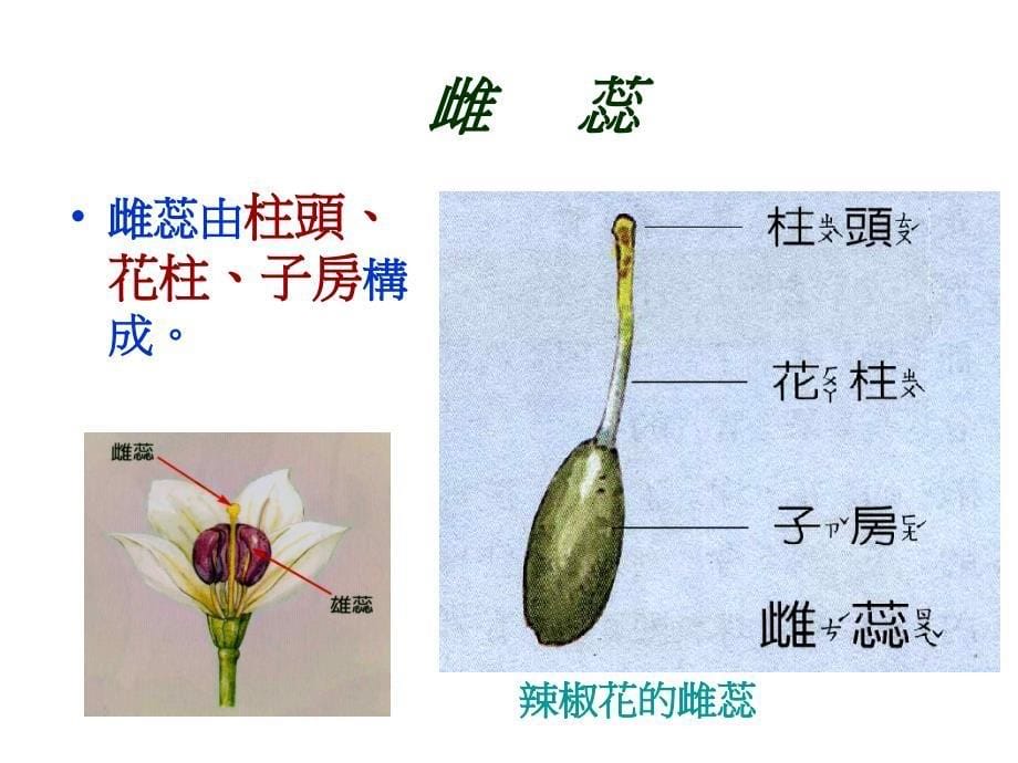 鲁教版科学四上植物的花和果实课件_第5页