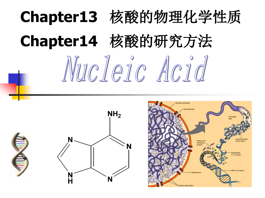 第115章核酸的物理化学性质_第1页