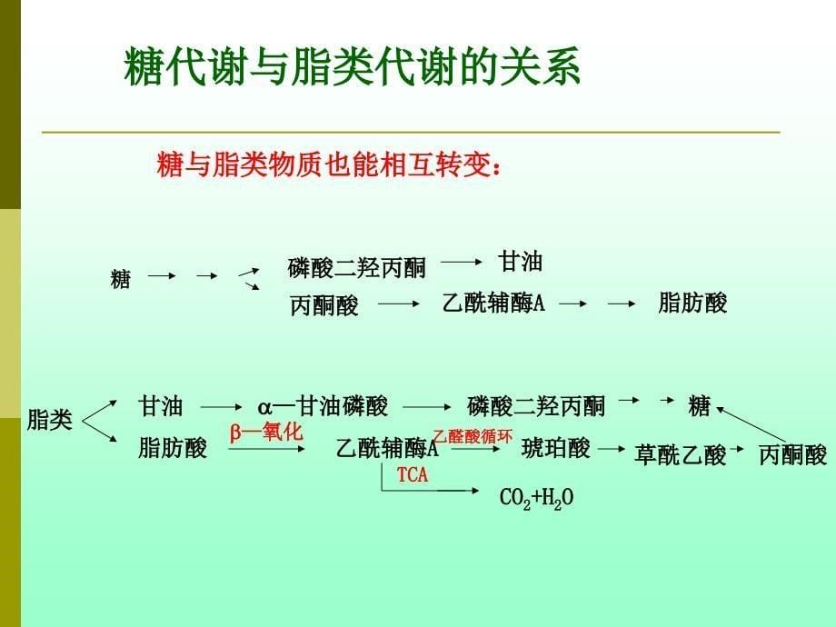 物质代谢途径的关系与调控.ppt_第5页