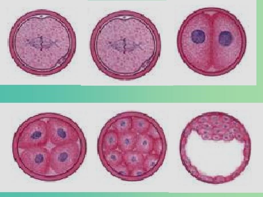 高中生物 6.2 细胞分化课件 新人教版必修1.ppt_第5页