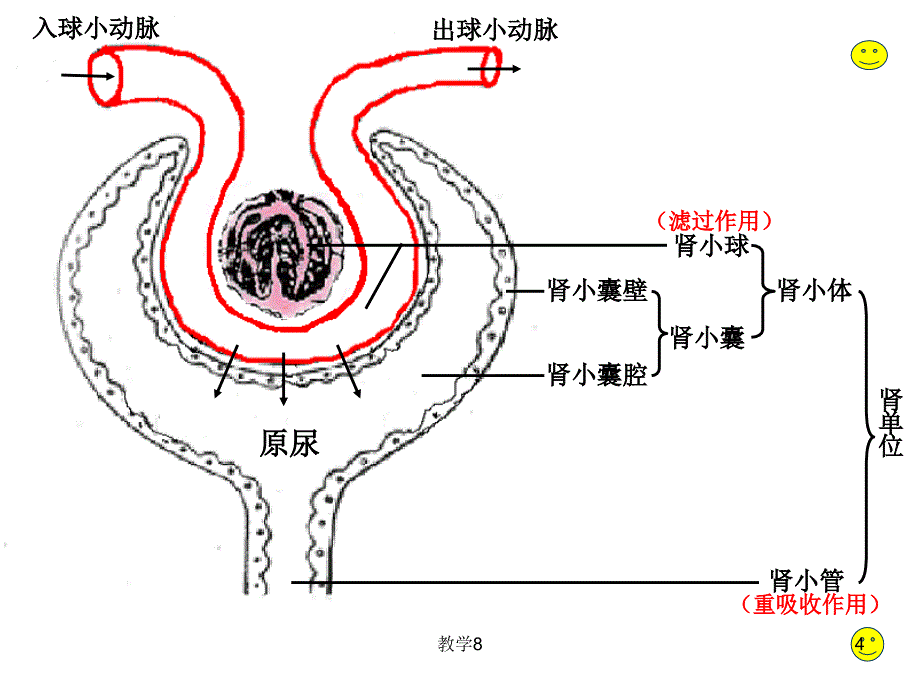 肾单位的结构[沐风教育]_第4页