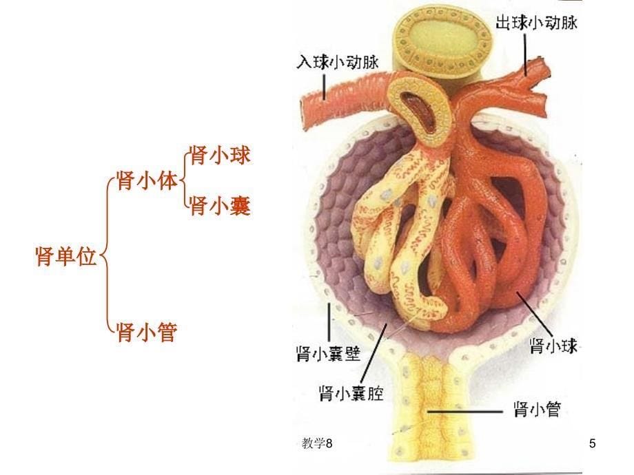 肾单位的结构[沐风教育]_第5页