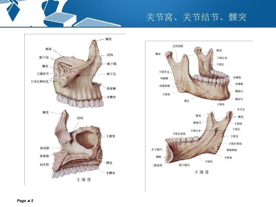 口腔科学教学课件：颞下颌关节常见病_第5页