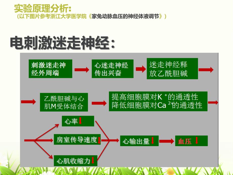 家兔动脉血压的调节_第3页