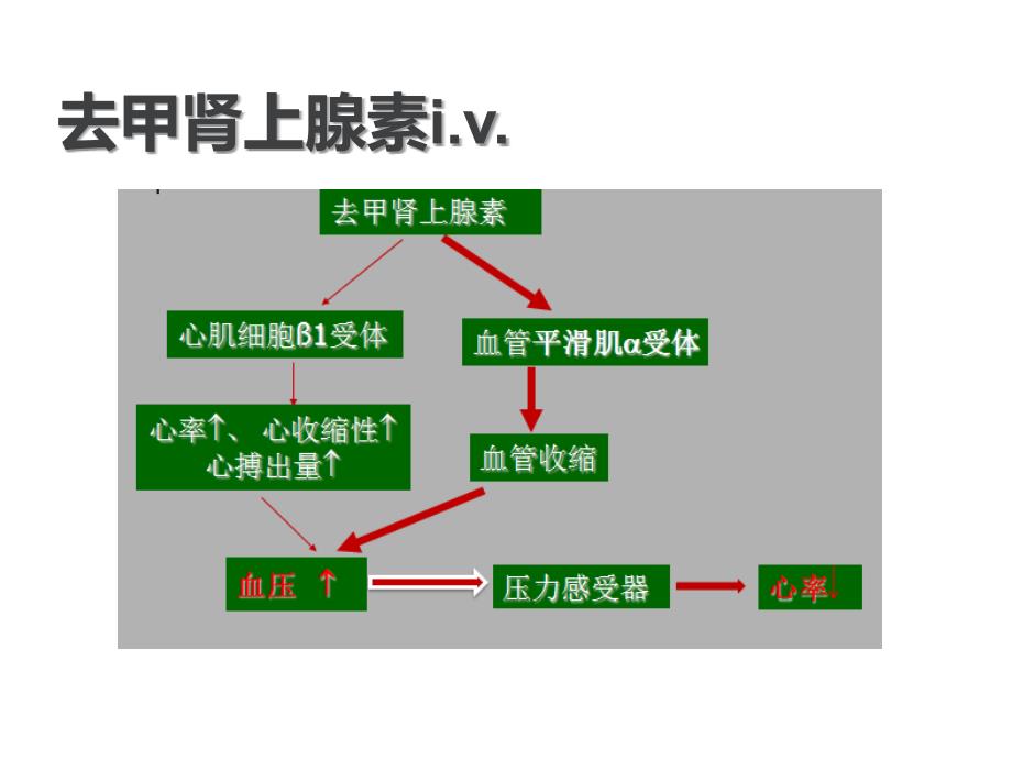 家兔动脉血压的调节_第4页