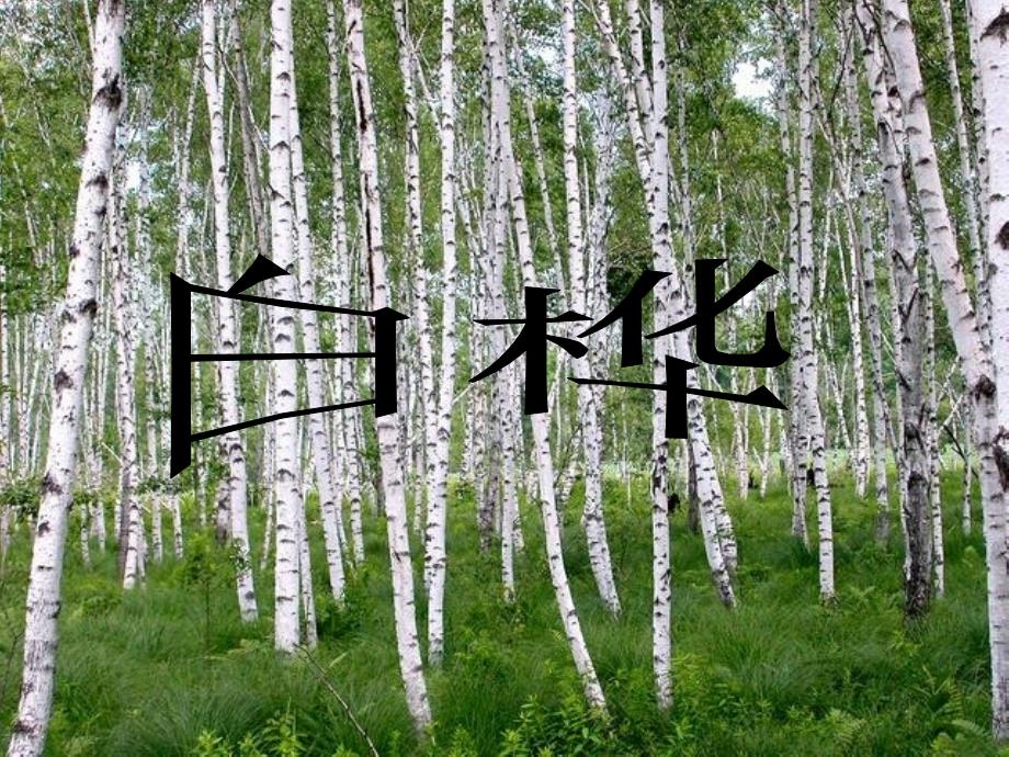 白_桦_课件完整版(2)2_第1页