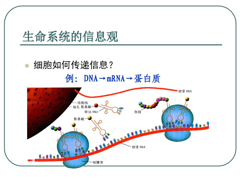 5.4生态系统的信息传递课件曾晓清_第3页