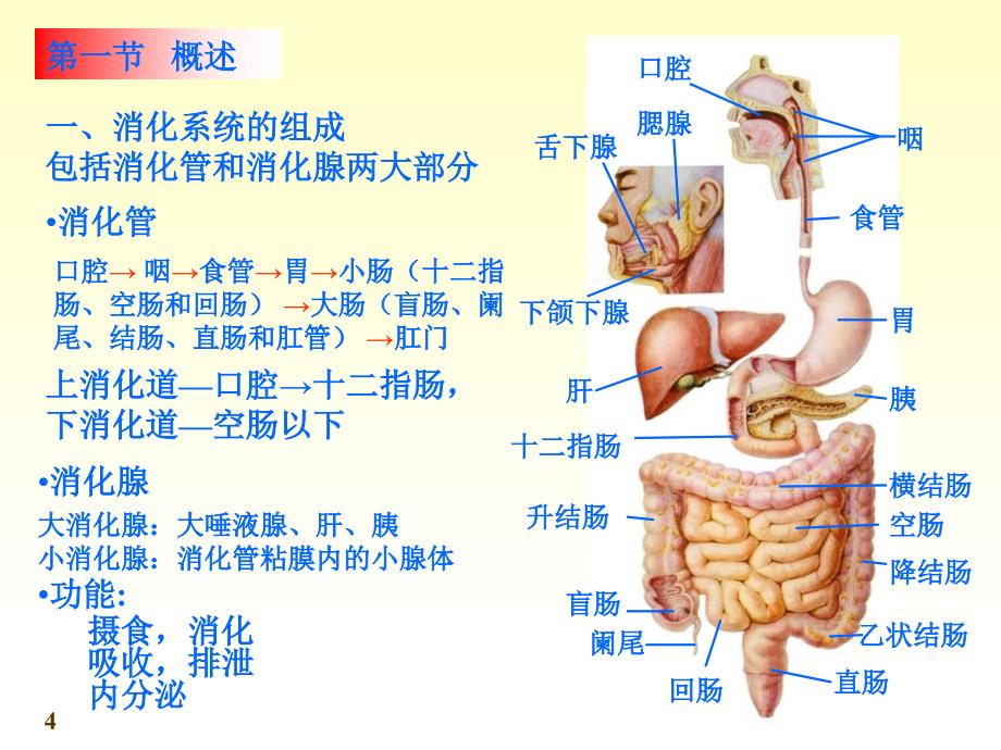 正常人体结构消化管_第4页