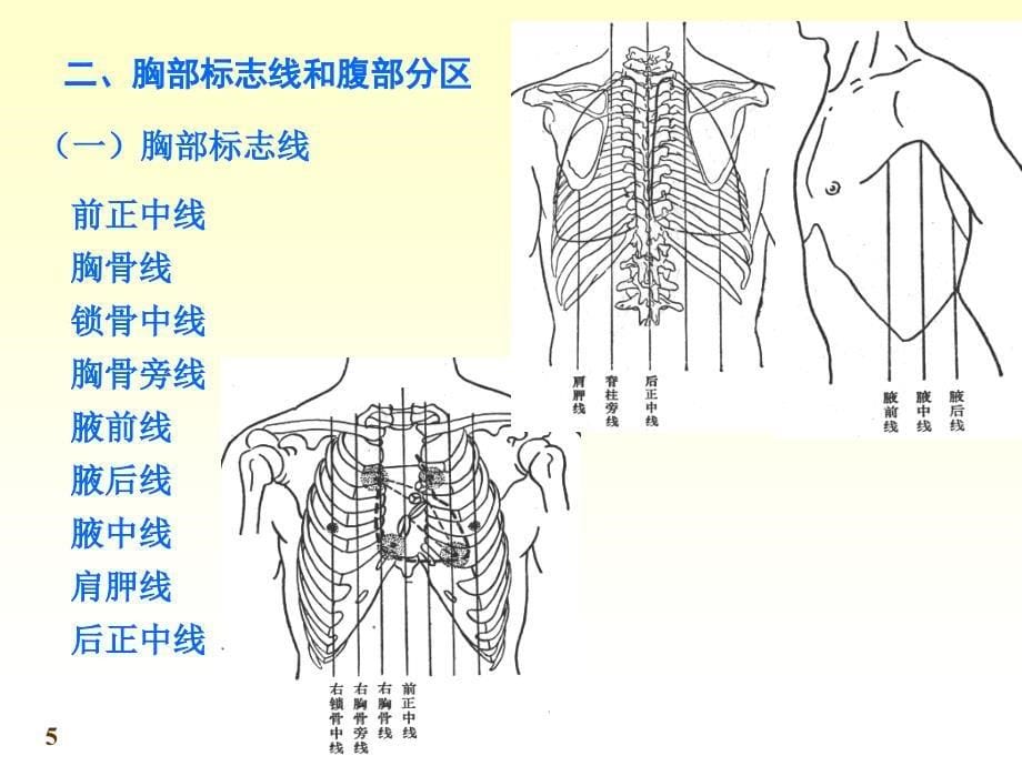 正常人体结构消化管_第5页