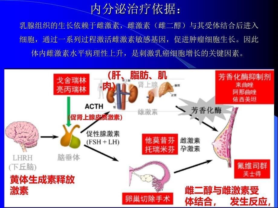 乳腺癌的内分泌治疗年ppt课件_第5页