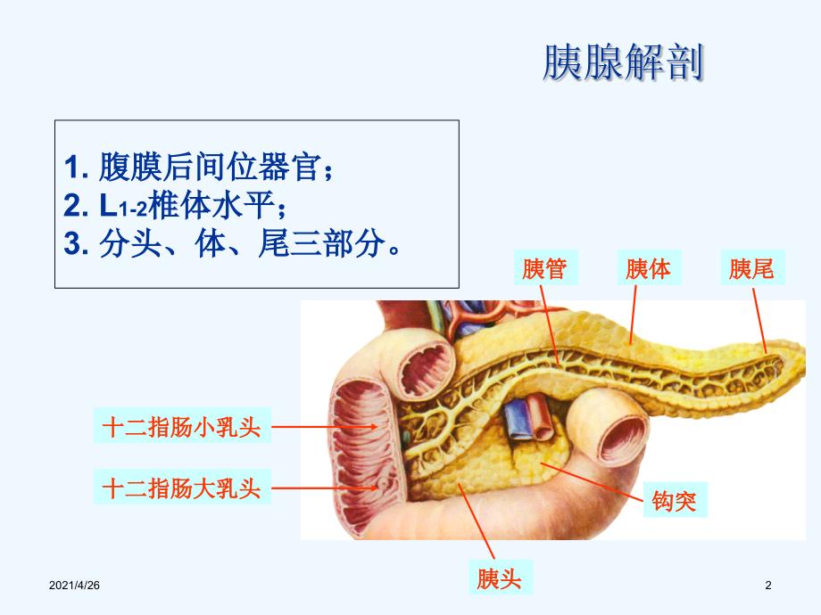 胰腺癌的影像诊断_第2页