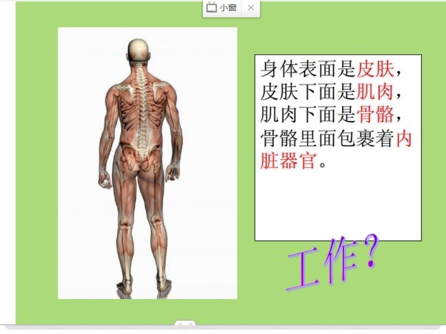 六年级科学上册 第二章 第6课 人体机器课件2 新人教版_第5页