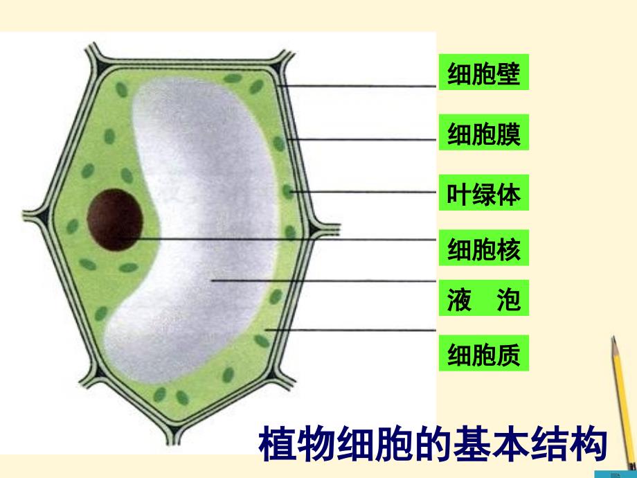 七年级生物上册《植物细胞的结构和功能》课件-苏教版_第2页