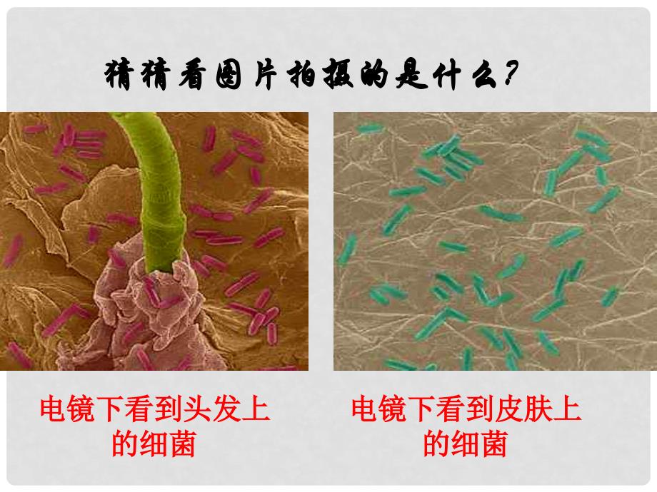 八年级生物上册 第五单元 第四章 第二节 细菌课件 新人教版_第2页