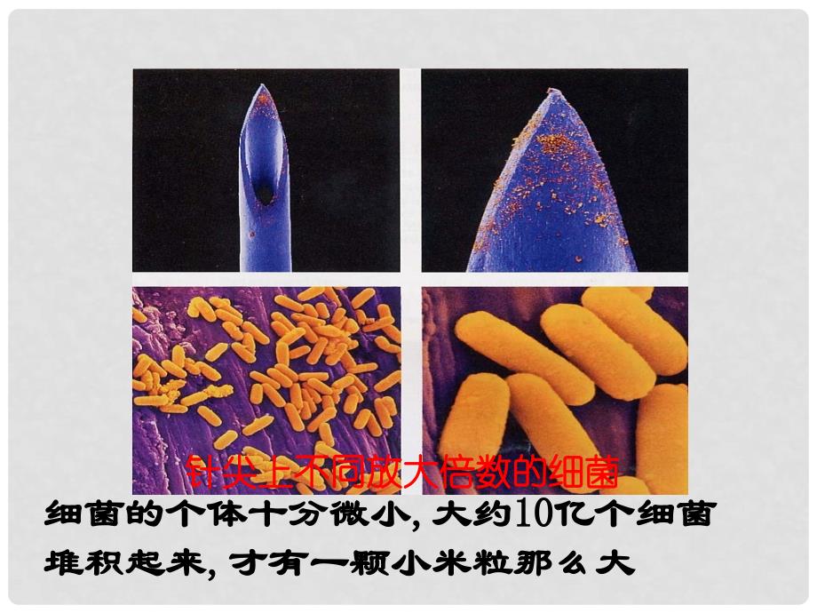 八年级生物上册 第五单元 第四章 第二节 细菌课件 新人教版_第3页