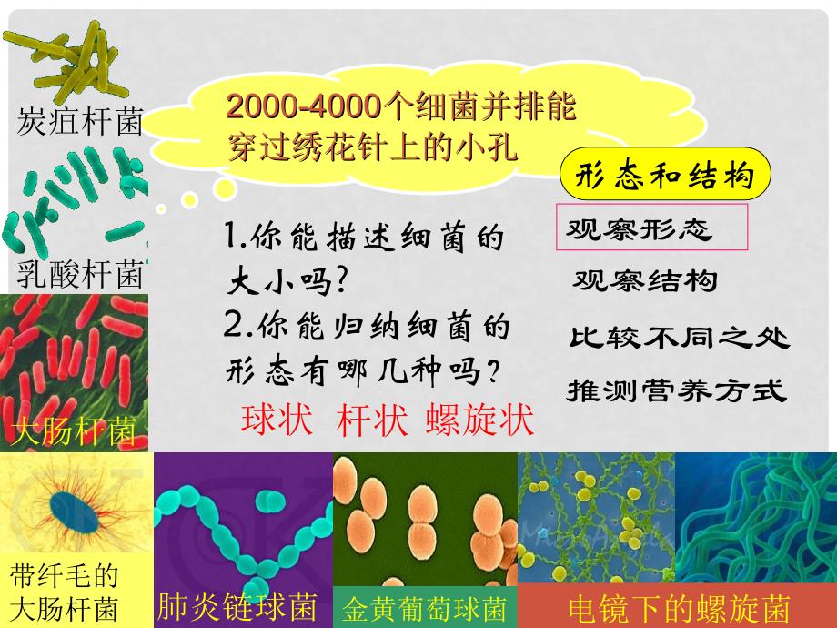 八年级生物上册 第五单元 第四章 第二节 细菌课件 新人教版_第4页