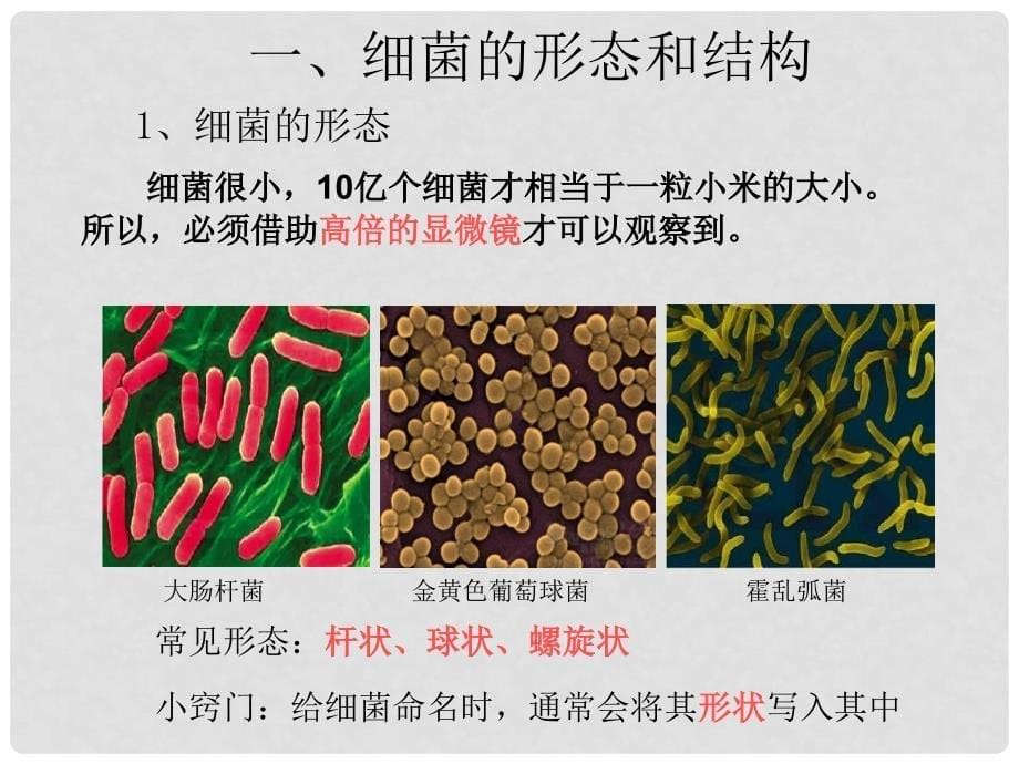 八年级生物上册 第五单元 第四章 第二节 细菌课件 新人教版_第5页