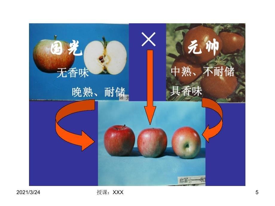 第七章营养系杂交育种PPT课件_第5页